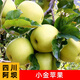 阿壩州小金縣特產(chǎn)金冠蘋(píng)果新鮮當季整箱大中小紅酸脆甜高原青蘋(píng)果 青蘋(píng)果小金金冠蘋(píng)果75mm-85mm 24個(gè)