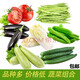 匯香坊隨機混搭新鮮有機蔬菜葉菜瓜果套餐8斤多種農家自種農副產品 6斤