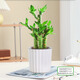 綠有意步步高觀(guān)音竹富貴荷花竹水養土培盆栽室內桌擺植物吸甲醛水培植物 步步高富貴竹（白豎紋自吸水盆） 含盆