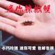 活的紅鉗白鉗辣椒蟹觀賞蟹南方深水蟹相守蟹魚缸除澡清潔殘渣螃蟹 紅鉗辣椒蟹 3 只包活 2 只