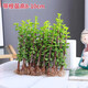 多肉小苗金枝玉葉盆栽懸崖樁造型盆景綠植室內(nèi)陽臺(tái)樹形雅樂之舞 金枝玉葉小苗50顆 不含盆