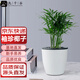九千谷袖珍椰子樹盆栽綠植花卉鳳尾竹散尾葵盆景四季常青源頭直發(fā)