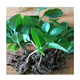 野生藤三七植物苗盆栽食用藥用田七種苗種子根莖庭院陽(yáng)臺爬藤綠植 野生藤三七【帶芽10個(gè)】