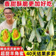 超甜羊角蜜甜瓜種子薄皮冰糖香瓜籽四季種子庭院陽(yáng)臺盆栽水果種子 超多人買(mǎi)【羊角蜜種子】高甜 旺店推薦量【1包約100?！? title=