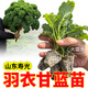 大菜鄉(xiāng)摘不敗綠紫白粉羽衣甘藍(lán)秧苗種子四季耐寒陽(yáng)臺(tái)盆栽蔬菜苗食用觀賞 綠羽衣甘藍(lán)苗6棵+1包肥
