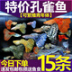 余三哥（yusange）孔雀魚(yú)活魚(yú)純種觀(guān)賞魚(yú)小型淡水好養熱帶魚(yú)活體苗斗魚(yú)胎生金魚(yú) 雜袍孔雀10條+5條備損(色彩單一)