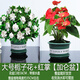 嘆為觀(guān)止綠蘿盆栽梔子花卉財樹(shù)大號白紅掌文竹常春藤凈化空氣常春藤萬(wàn)年青 大號梔子花+大號紅掌【加侖盆】+肥料2包 含盆