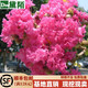 黛陌紫薇花樹(shù)苗紫薇苗紅火箭紫薇小苗百日紅紫薇花苗庭院綠化苗 百日紅 1米左右高