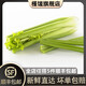 槿饈西芹1000g 新鮮蔬菜大芹菜洋芹菜 西餐配菜 榨汁蔬菜 1000g
