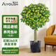愛優(yōu)尚老樁桂花樹苗四季桂盆栽可食用開花香室內(nèi)外陽(yáng)臺(tái)客廳源頭直發(fā)