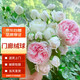 墨一灌木月季花苗特大花盆栽薔薇四季開花 門廊絨球 40cm 源頭直發(fā)