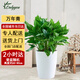 Only you【兩小時達】發(fā)財樹大型綠植花卉室內(nèi)客廳辦公室開業(yè)開業(yè)喬遷送禮 萬年青