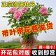 臨雅牡丹花苗正宗山東菏澤洛陽芍藥鮮花大苗室外盆栽重瓣觀賞樹苗花卉 牡丹洛陽紅10芽大苗