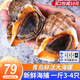 漁哥戲魚海螺青島鮮活大號(hào)海螺中號(hào)海螺小海螺特大海螺肉【鮮活發(fā)貨】 特大海螺 1000g 6-8只
