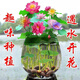 綠林花語(yǔ)已開(kāi)口荷花種子四季迷你水培植物綠植盆栽睡蓮種子否碗蓮種子 荷花蓮子混色35?！鹃_(kāi)花爆缸】