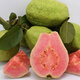 番石榴苗正宗臺灣西瓜芭樂(lè )樹(shù)苗紅心白肉芭樂(lè )苗嫁接當年四季結果 西瓜芭樂(lè )4年苗一顆 番石榴