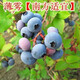 種花迷仟草集藍莓樹苗盆栽地栽藍梅樹當年結果 奧尼爾藍莓 南方北方果樹 薄霧 3年苗