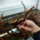 森淵杜鵑根已煮水草棲根造景沉木爬寵箱青龍石魚缸已泡去黃 30-35厘米2個(gè) 精品