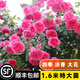坤卉薔薇花苗爬藤耐寒藤本月季特大爬墻花卉陽臺(tái)盆栽庭院植物四季開花 大游行（當(dāng)年開花爆滿） 1.6米左右爬藤特大苗