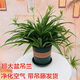 嘆為觀止 超大盆栽 大青葉金邊吊蘭觀賞樹各種桌面大植物盆栽發(fā)財樹綠蘿 青葉吊蘭【超大款】 含盆