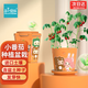 IAM City Farmer小番茄迷你盆栽綠植幼兒園diy盆栽種子兒童種植盆栽植物觀察10023