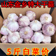 2025年新鮮紫皮干蒜可腌制臘八蒜9斤5斤整箱新曬干十成干紫皮干蒜 2500g 優(yōu)選特大果