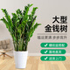 雙盟金錢樹大型綠植盆栽辦公室內(nèi)花卉除甲醛招財(cái)60-70cm白盆源頭直發(fā)