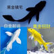 黑金錦鯉龍鳳活魚黑魚金魚活體好養(yǎng)耐活觀賞魚小型淡水好養(yǎng)冷水 黑黃白6-8cm各一條