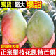 爾蝶攀枝花凱特芒果10斤新鮮水果芒果當季水果整箱芒果青皮大芒果甜心 9斤精品果【單果400g+】