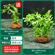 森悠（SARYOR）魚(yú)缸懶人沉木水榕造景裝飾活體植物水族箱真水草套餐淡水增氧水草 雙孔+單孔小對葉火山石