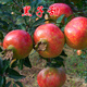 石榴樹(shù)苗果樹(shù)苗突尼斯軟籽庭院果樹(shù)當年結果南方北方種植盆栽地栽 黑子甜4年苗 111cm(含)-140cm(含)