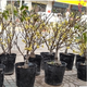 室內庭院花卉 臘梅花樹(shù)苗盆栽 臘梅盆景樹(shù)樁 4年嫁接苗當年開(kāi)花 不含盆