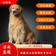 果粒之星純種金毛幼犬雙血統(tǒng)小金毛金毛犬巡回尋回犬沙灘金楓葉寵物狗活體 血統(tǒng)級