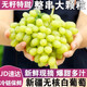 會(huì)小二正宗新疆吐魯番白葡萄新鮮水果當(dāng)季整箱馬奶提子青提 3斤