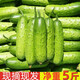 農(nóng)大姐妹 旱黃瓜5斤 青瓜 現(xiàn)摘水果小黃瓜 東北旱黃瓜 地黃瓜新鮮蔬菜脆嫩