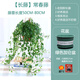 大號綠蘿盆栽梔子花卉室內(nèi)發(fā)金錢財(cái)樹大號白紅掌文竹常春藤加侖陶瓷盆四季常綠好養(yǎng)易活凈化空氣常春藤萬年青 大號長藤常春藤【加侖盆】 含盆