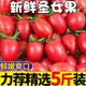 卉雙現(xiàn)摘圣女果5斤千禧番茄小西紅柿新鮮時令孕婦水果當季生吃爆汁 圣女果 3斤裝