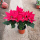 一品紅 大苗盆栽 萬(wàn)年紅圣誕花 一品紅盆栽綠色植物 向陽(yáng)紅年宵花卉帶花發(fā)貨 大盆栽 一品紅 不含盆