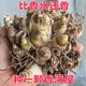 晚香玉苗帶花苞種球夜來(lái)香重瓣單瓣苗球根植物室內外庭院花卉多年 晚香玉種球2個(gè)(10-15芽)