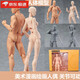 人體模型人偶繪畫素描小人模型素體關(guān)節(jié)可動(dòng)美術(shù)漫畫繪畫參考普通膚色男女 普通膚色 男女