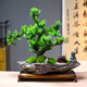 自然空間造型黃楊盆景靜山大號異形綠植禮品+靜禪和尚+斑鳩+6簡 源頭直發(fā)