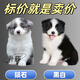 井莎 隕石邊牧犬邊牧幼犬寵物狗活體邊境牧羊犬幼崽寵物狗狗活體中型 混血級 母
