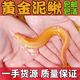 黃金泥鰍觀(guān)賞魚(yú)清潔魚(yú)冷水金龍?chǎng)q清道夫垃圾魚(yú)金龍練手耐活好養 12-15cm2條+1包飼料