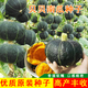 CNUS貝貝南瓜種子 綠皮板栗小南瓜籽味甜粉糯南瓜籽四季種植蔬菜種子 貝貝南瓜種子【6包/180粒】