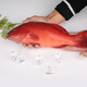 優(yōu)到鮮凍燕尾東星斑魚 深海老虎斑 石斑魚海鮮年貨禮盒大禮包 年夜飯 東星石斑魚1-1.2斤/條