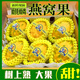 玢果萱海南燕窩果新鮮麒麟果黃火龍果稀有新鮮水果高端團購禮盒裝年貨 4斤中果【精美禮盒裝】