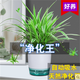 懶人植物  綠蘿 青葉吊蘭盆景吊蘭辦公室 室內客廳陽(yáng)臺 觀(guān)葉植物 好養花卉盆栽  水培植物 栽好發(fā)貨 金邊吊蘭