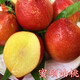 果樹(shù)苗嫁接桃樹(shù)苗 特大油桃【蜜碩油桃苗】 大油桃樹(shù)苗當年結果 4年苗當年結果 81cm(含)-110cm(含)