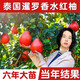 新品種泰國暹羅香水紅柚三紅柚嫁接苗柚子樹紅心純甜水果樹當年結 暹羅香水紅柚四年苗