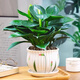 【吸甲醛植物】大葉金鉆盆栽室內(nèi)綠植辦公室客廳四季常青水培好養(yǎng) 一盆金鉆+花草陶瓷盆 一盆三顆【下單就送顆粒肥】